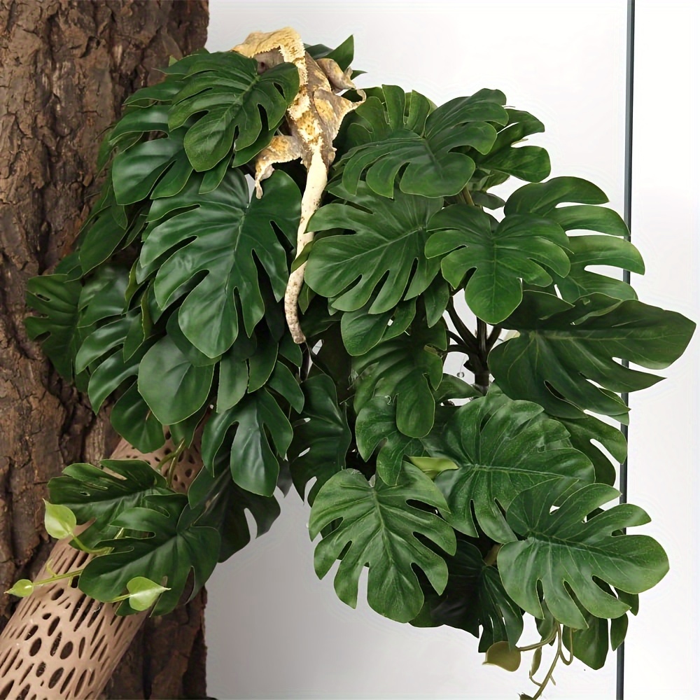Reptile Plants for Terrarium A - Monstera Adansonii review and price